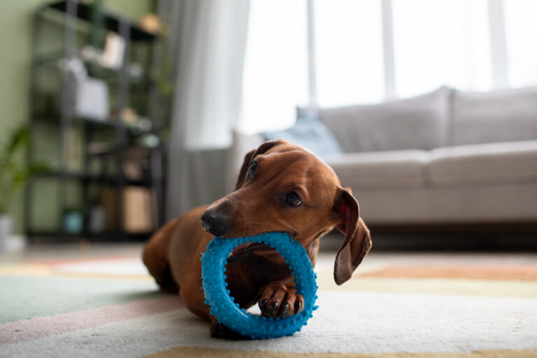 Plano de saúde para pets